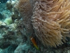 Anemonenfisch - Malediven                                             