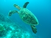 Seeschildkröte - Malediven                                             