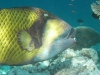  Riesen - Drückerfisch                                          