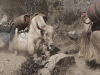 nepal_16-08