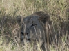 SAFRIKA_13_045