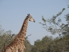 SAFRIKA_13_051