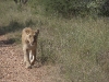SAFRIKA_13_053