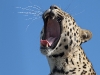 SAFRIKA_13_106